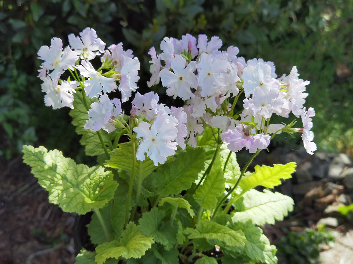 Primula sieboldii 'Westport' photo
